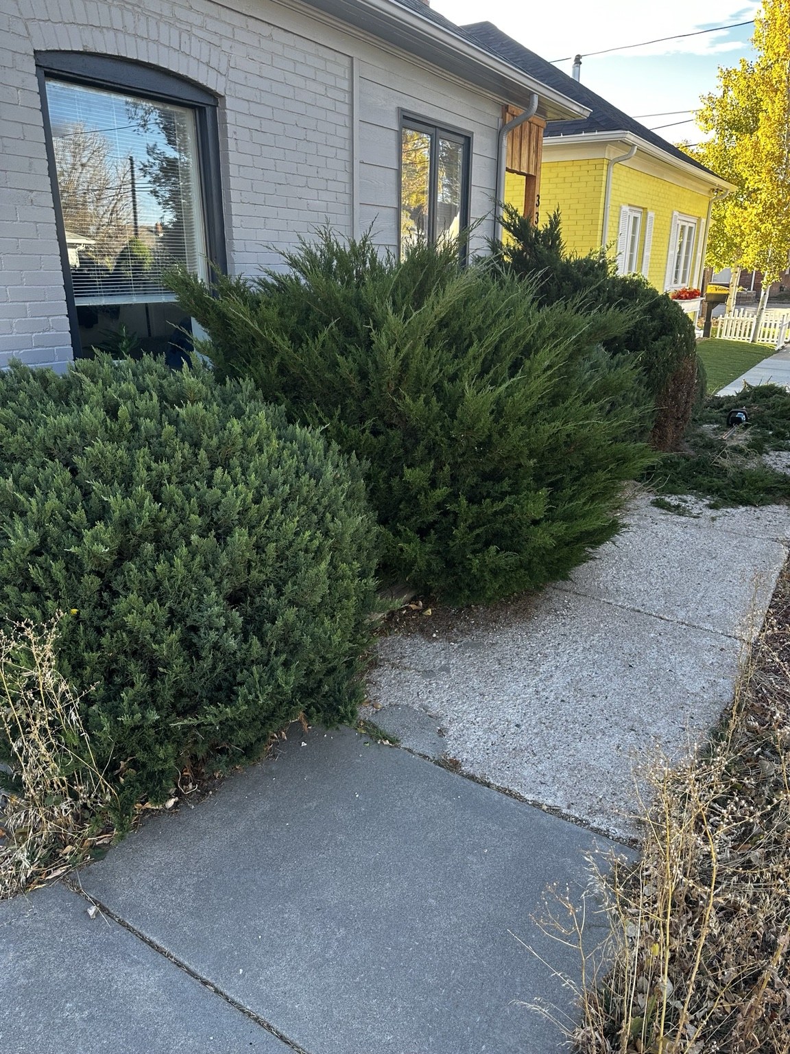 Front landscape after shrub trimming and cleanup