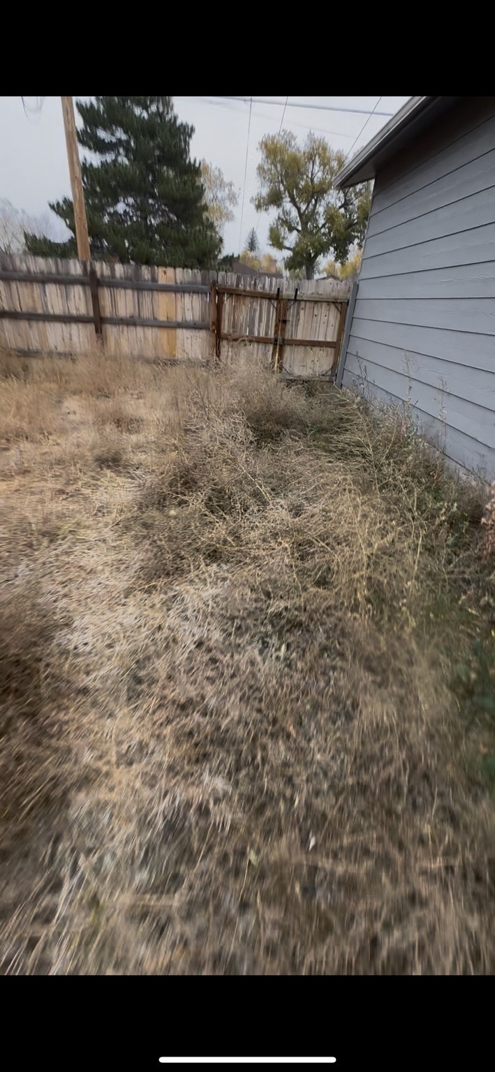 Overgrown yard before cleanup