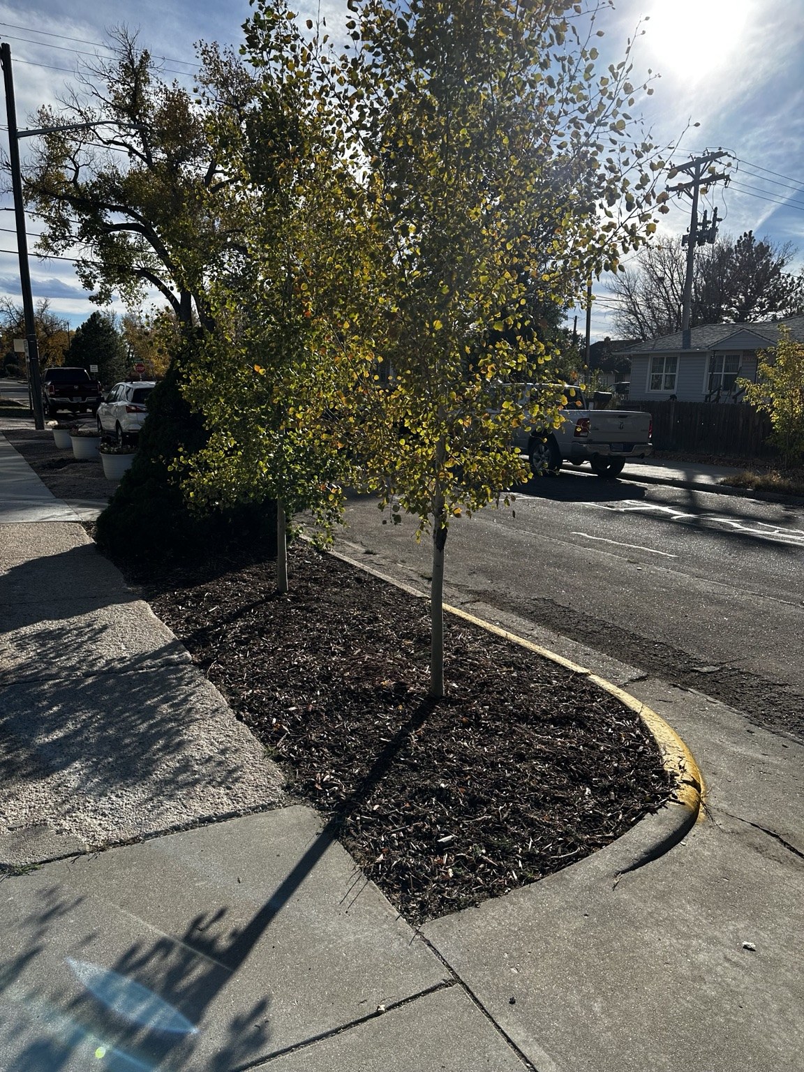 Completed landscape bed around a street tree